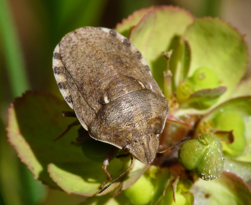 Scutelleridae: Eurygaster maura della Toscana (LI)